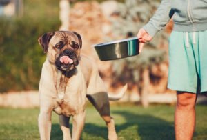 Healthy-Dog-Food-Recipes-1