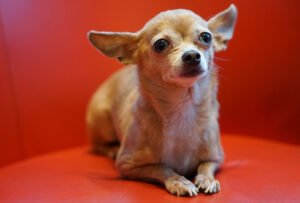 chihuahua for senior citizens