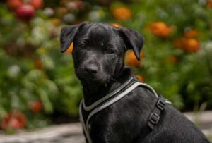Is Labrador Retriever the Right Breed For You