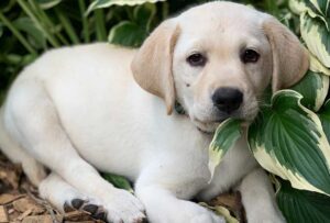 Is Labrador Retriever the Right Breed For You