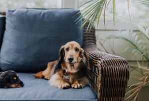 must-have essentials for senior dogs