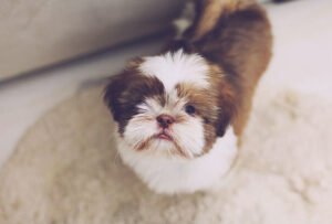 shih tzu for senior citizen