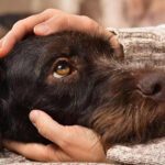 WHAT IS SYSTEMIC INFECTION? HOW DOES IT AFFECT DOGS?